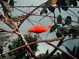 Red Bird.jpg